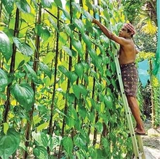 Betel Leaf Plant (KJ371)