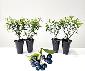 Pink Lemonade Blueberry (Top Hat)