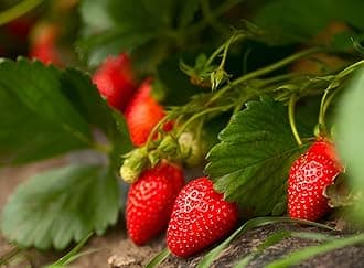Healthy Vibe Strawberry Fruit Plant | Home & Outdoor Live Berry Plant | Easy to Grow Organic Fruit Plant for Gardening Lovers