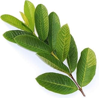 ORGANIC Omura FRESH GUAVA Leaves For Tea(50 LEAVES MORE)