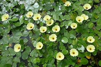 - Floating Plants for Water Gardens and Ponds (Water Poppy)