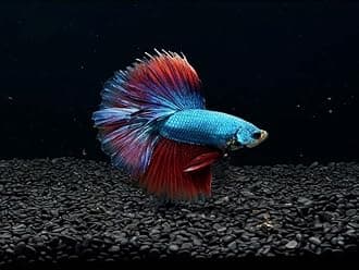 D&A Tropical Halfmoon Betta Live Fish - Male, Assorted Color - Live Betta Fish for Aquarium, Pond, or Tank
