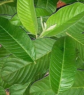 Minnal Traders/Fresh Guava Leave - 40 Nos