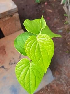 OhhSome Betel Leaf Magai Paan Plants With Polythene Bag