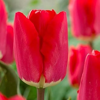 Tulip Fostery King Bulbs – Pre-Chilled Since Fall for Faster Blooms | Red & Golden Yellow Flowers for Stunning Spring Gardens | Easy to Grow, Beautiful Perennial (25 Pack)