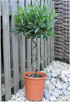 Spiral Stem Bay Tree (Laurus nobilis) - Hardy Evergreen Decorative Tree for Containers and Gardens – 2X 25cm Potted Plant by Thompson & Morgan