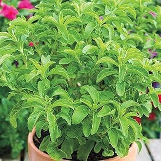 Healthy Vibe Herb Stevia Sweet Leaves Best For Sugar Medicinal Plant Stevia (Sugarfree) Plant,Candy leaf,Sweet Herb for Home Garden-Pack of 1