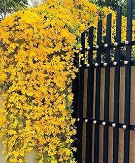 OhhSome Exotic Cat'S Claw Plant - Ornamental Creeper For Balcony Gardens Cats(1 Plant)