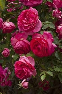 Climbing Rose Flower Plant All Season | Flowering Plants for Home and Gardening (DARK PINK)
