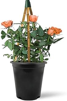 Climbing Rose in 2 Litre Pot - Golden, Pink, Red, White and Orange - Excellent Rose for Walls, Pillars Trellises and Arches (Orange)
