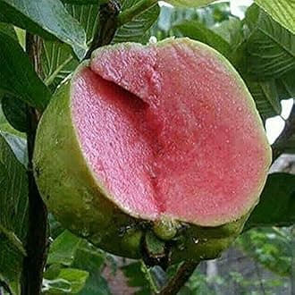 Guava Plant Hybrid Air Layering, 1 Plant (Apple Seedless Guava)
