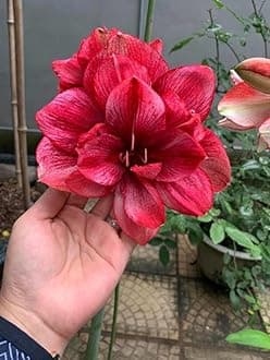 SVG® Imported Double Amaryllis Lily Flower Bulbs for Planting and Gardening, Pack Of 5 Bulbs (Light Maroon)