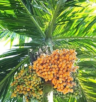 Betel Nut Hybrid Live Plant-Grown From Specially Sorted Big Size Nut-Plant Height is about 2 Feet.[CF27]