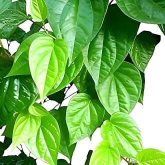 Paan plant live, Betel leaf plant pan pata plant 1 live plant