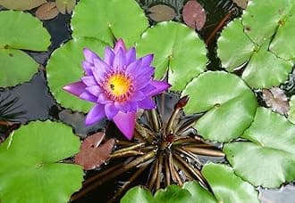 Creative Farmer Neelambal (Nymphaea Nouchali) Blue Water Lily - King Hardy Water Lily Rhizome Live Aquarium Plant (Healthy Live Plant)