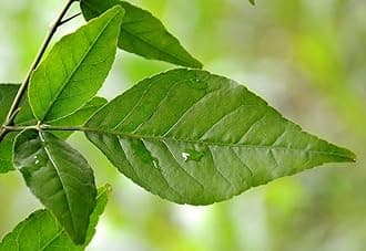 Bel patta plant 9 leaves Pack of 1 live plant