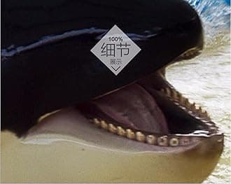 Wall Mural Wallpaper 108 x 75 inch (Width x Height) Custom Photo 3D PVC Flooring self Adhesion The Waves of The Dolphins Decoration Painting 3D Wall murals Wallpaper for Walls 3D