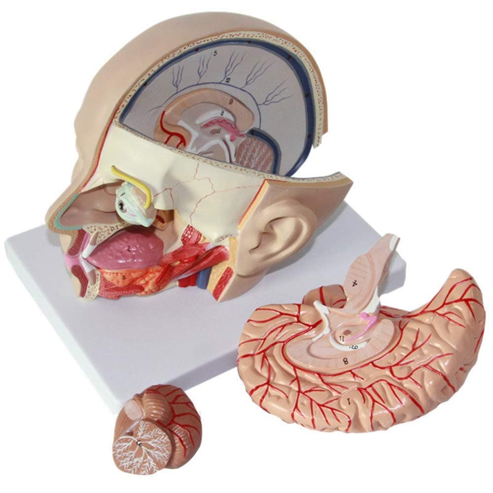 Human Brain Model Anatomically Accurate Brain Model Life Size Human Brain Craniocerebral Neurological Anatomy Display Teaching Model,Medical Models & Educational Materials