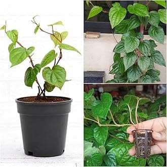 Piper betel leaf plant 1 Healthy live plant