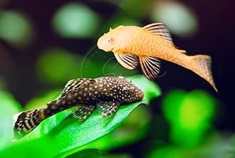 Swimming Creatures™ Pleco (Plecostomus) – Freshwater Aquarium Fish (Juveniles) (2 Snowflake 2 Albino PLECO (SHORTFIN))