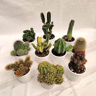 CAPPL Low Maintenance Live Non-Grafted Cactus Indoor Plants (Any Set of 8) | Real Cactus Plants for Home, Office & Desk Décor