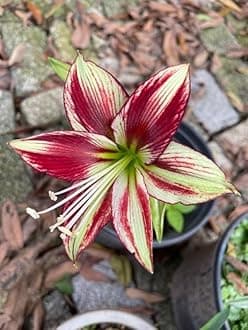 SVG® Imported Double Amaryllis Lily Flower Bulbs for Planting and Gardening, Pack Of 5 Bulbs (Maroon With Cream)