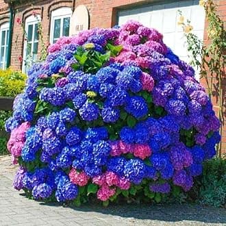 30pcs Blue Pink Purple Hydrangea - Beautiful and Hardy Perennial Flowers for Your Garden