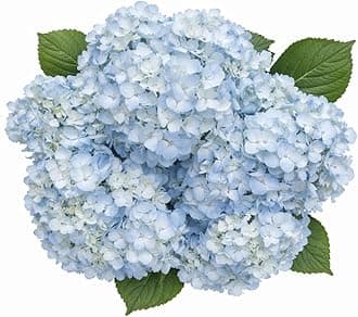 GlobalRose 20 Blue Hydrangea Flowers Responsibly Sourced Hand-Picked Fresh Bouquet for Graduation, Anniversary, Birthday & Special Occasions