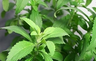Healthy Vibe Herb Stevia Sweet Leaves Best For Sugar Medicinal Plant Stevia (Sugarfree) Plant,Candy leaf,Sweet Herb for Home Garden (Sugarfree Plant)