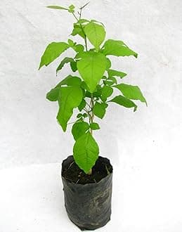 INGLIS PLANTOPIA Live Bilva Leaf Bel Patra Plant Bael Bilwa Leaf For Rituals Medicinal Plant with Pot