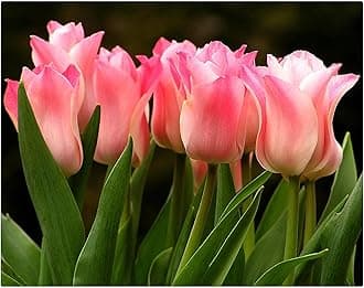Garden (Tulip for Planting) Indoor or Outdoor Surprise to Grow Pots to Grow Tulip for Fall Planting Simple to Grow Fall or Spring-20 Bulb-X