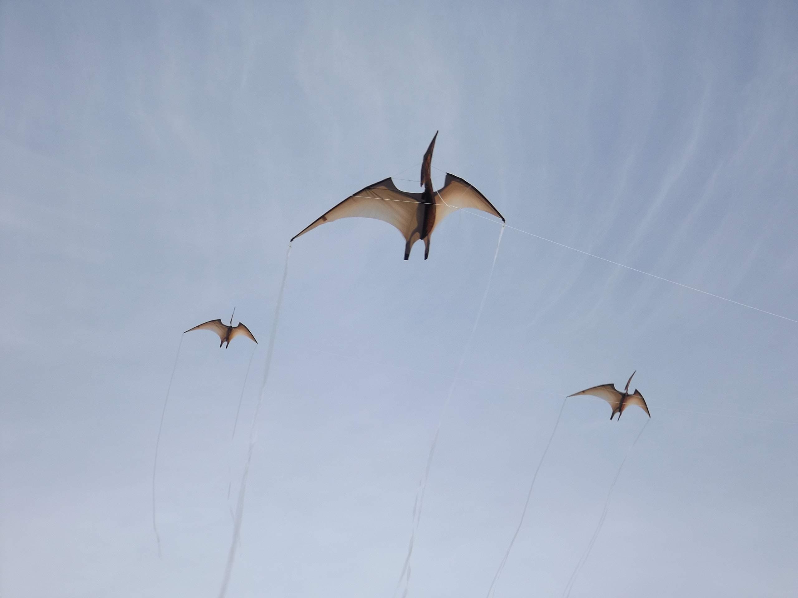 Realistic and unique Pterodactyl Kite.