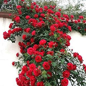 OhhSome All Season Rare Exotic Red Climber Rose Flower Live Plant
