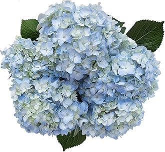 40 Fresh Cut Blue Hydrangeas | Fresh Flowers Express Delivery | Perfect for Birthdays, Anniversary or any occasion.