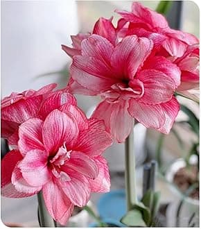 Amarylli Planting Pots to Grow to Grow Surprise Fall or Spring Indoor or Outdoor Professional-5bulbs-a