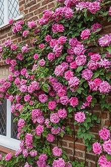 Striking Pink Climbing Rose Plant in a 3 Lt Pot Perfect for Outdoor Gardening, Vertical Gardens & Romantic Garden Design