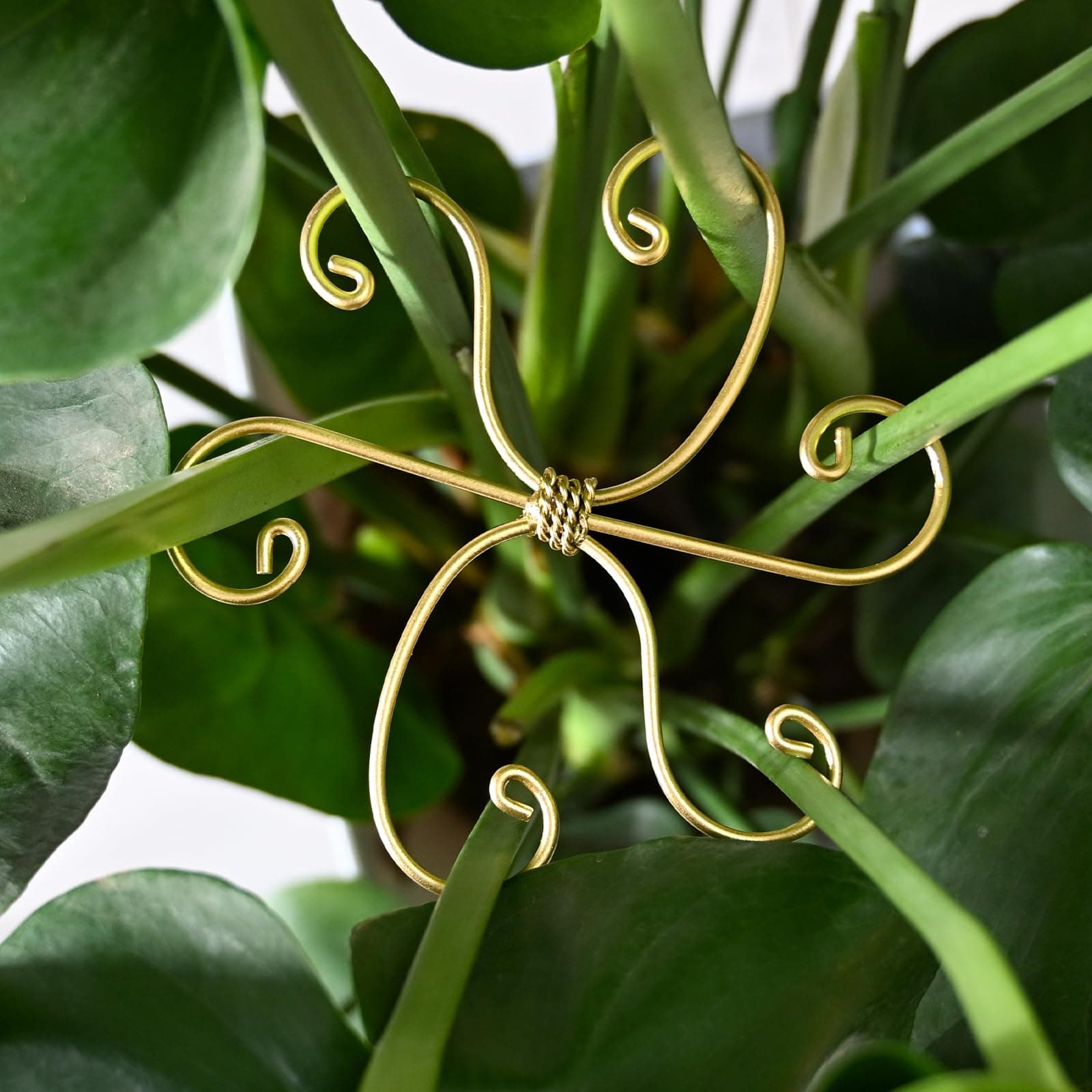 Monstera Plant Support