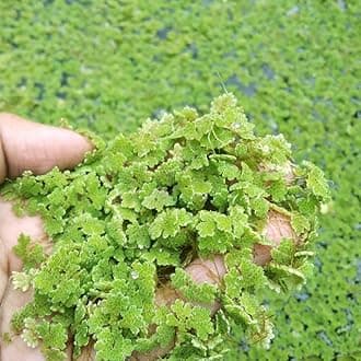 Azolla Seeds 1500 Seeds