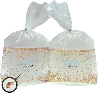 500+ Live Daphnia Magna | Premium Living Culture Feeder for Freshwater Fish, Fry, Shrimp, Axolotls & Aquatic Pets – Planktonic Crustacean, Water Fleas, Aquatic Live Food