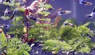 Aquarium live plants combo pack Pack of 15 plants