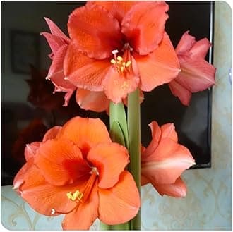 Amaryllis for Planting Now UK Perennial Good for Containers Excellent Display Plant Bulbs Ornamental Greening Flower Natural Organic Easy Plant Perennial -4bulbs-O