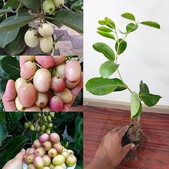 Golden Bloom Original Thai White Jamun Plant Grafted, Grafted White Jamun, Jam Fruit Plant & Tree (height 1-2 Ft) Next Under 1-2 Years U Gets fruits