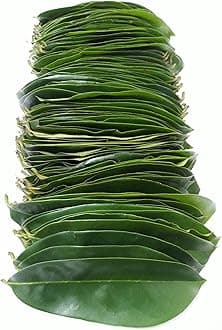 Soursop Graviola Green Leaves from Matured and Organic Soursop Trees (Annona muricata Hanuman Phal Laxman Phal Guyabano Mullu Chitta Leaves) (100 Nos - 10 Days Pack)