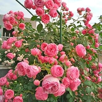 Pearly Gates Peachy Climbing Rose Live Plant, 6 Months Old Starter, Fragrant Purple Climbing Roses for Planting Outdoor, No Pot