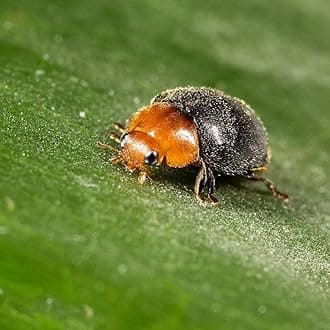 Dragonfli Mealybug Killer Predators - Cryptolaemus montrouzieri Adults Control Mealybug Indoors (100)