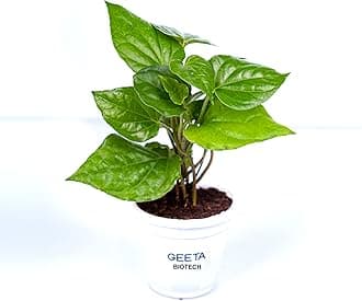 Magai Paan (Betel Leaf) Plant - Easy-to-Grow Indoor/Outdoor Herb
