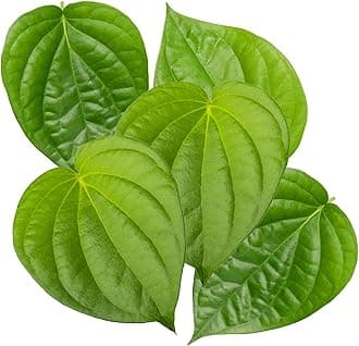 Rani Fresh Paan Leaves (5 Leaves) ~ All Natural | Vegan | Gluten Friendly | NON-GMO | Product of USA