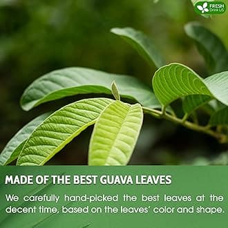 FreshDrinkUS, Premium 55 Guava Leaf Tea Bags, 100% Natural & Pure from Guava Leaves. Loose Leaf Guava Herbal Tea. Guava Leaf Tea. No Sugar, No Caffeine, No Gluten, Vegan.