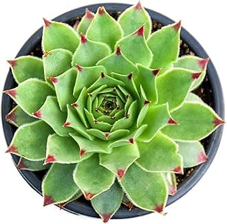 Original Red Tip Laxmi Kamal by India Gardening, Sempervivum Live Plant