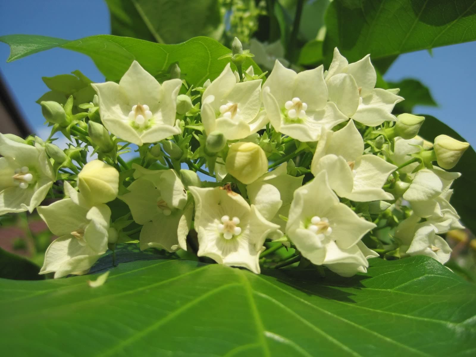 Green Paradise Vallaris Glabra scented flowered vine live plant bread flower vine live plant